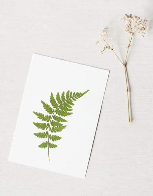 Herbier Fougère - carte A6 • Décoration végétale