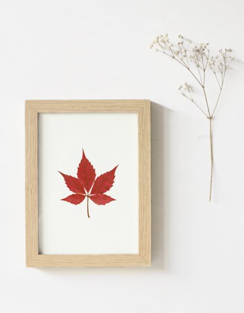 Herbier Vigne vierge (feuille) • carte A6