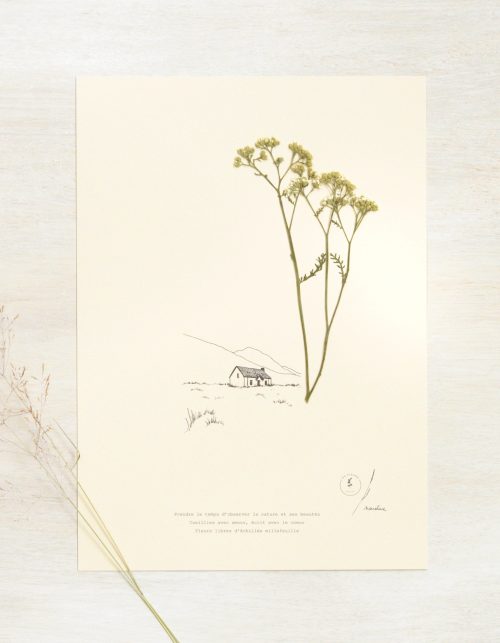 Herbier poétique Achillée • 23fleurs x Narrature