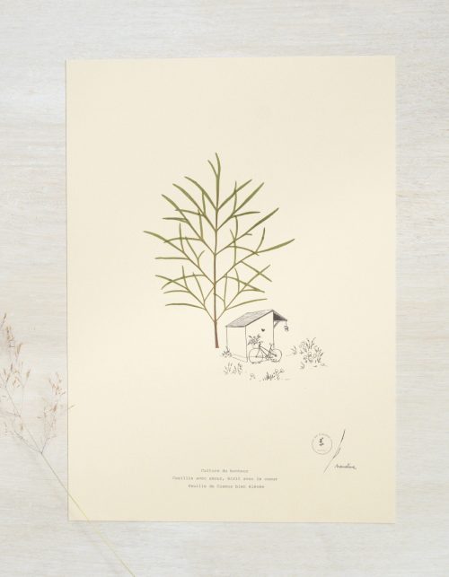 Herbier poétique Cosmos • 23fleurs x Narrature