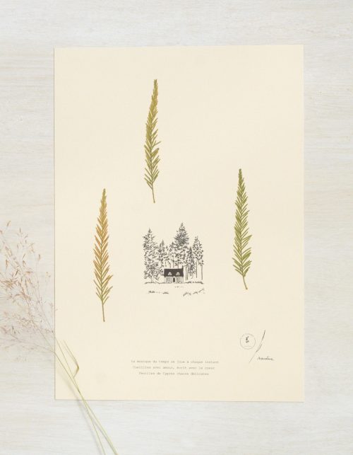 Herbier poétique Cyprès • 23fleurs x Narrature