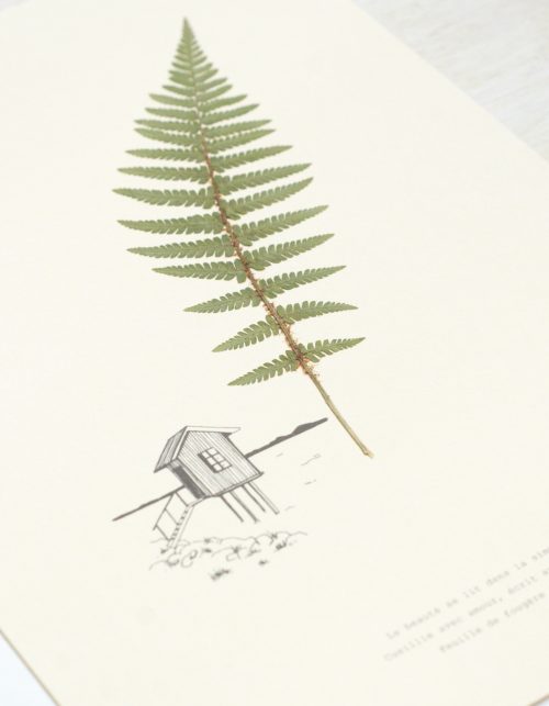 Herbier poétique Fougère • 23fleurs x Narrature