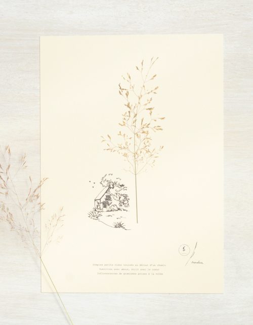 Herbier poétique Graminée • 23fleurs x Narrature