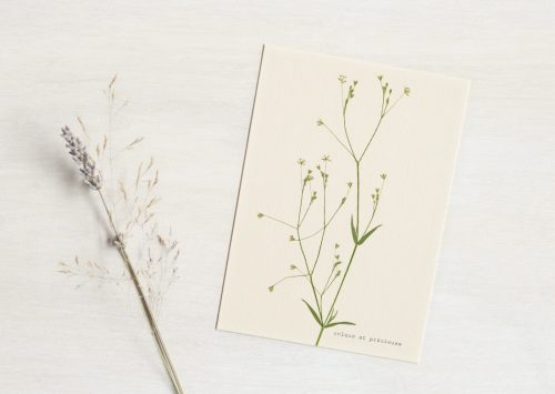 Carte florale Stellaire - illustration fleur • 23janvier