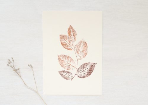 Hêtre - illustration Nature • 23janvier