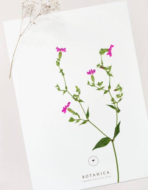 Affiche Compagnon - illustration florale • 23janvier