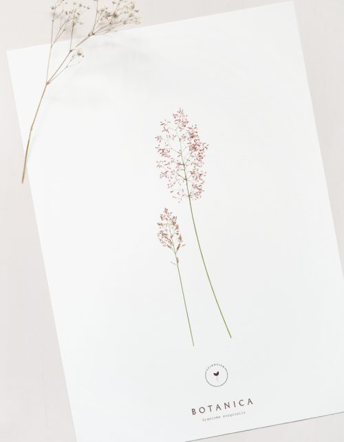 Affiche Graminée - illustration florale • 23janvier