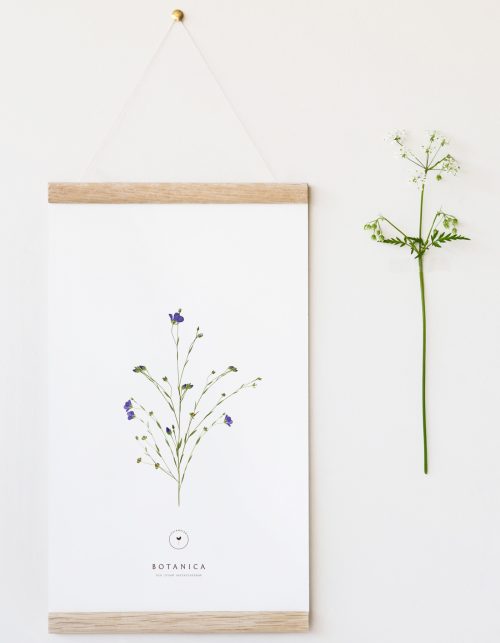 Affiche fleur sauvage • atelier 23janvier
