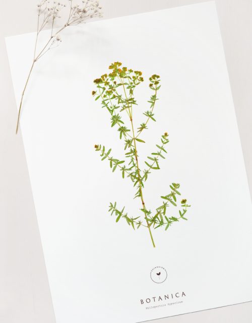 Affiche Millepertuis - décoration florale • 23janvier