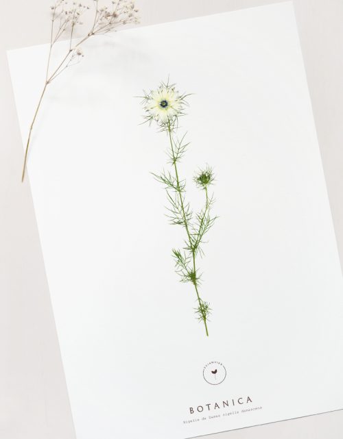Affiche Nigelle - décoration florale • 23janvier