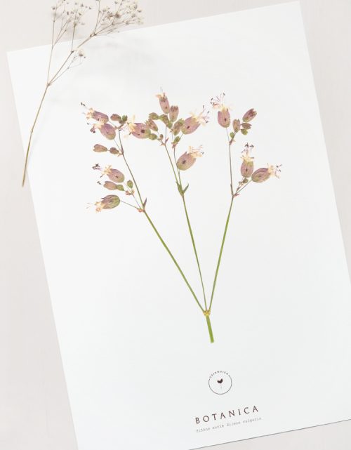 Affiche Silène - décoration florale • 23janvier