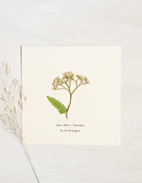 Herbier poétique Achillée • carte florale unique