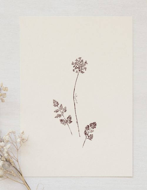 Affiche Carotte sauvage - décoration fleurie • 23janvier