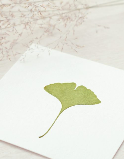 Herbier Ginkgo - petite carte végétale • 23janvier