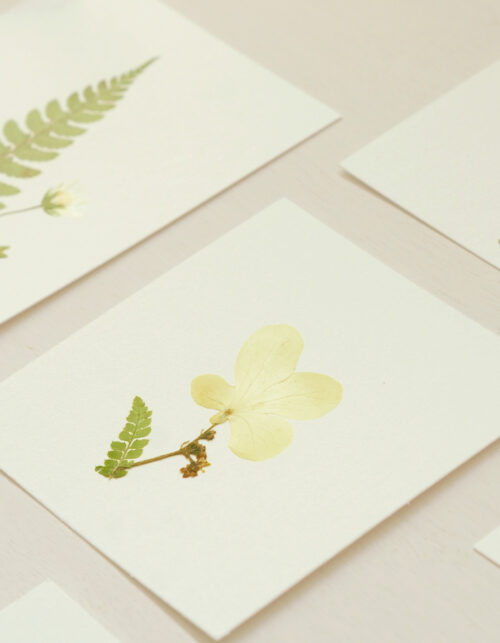 Herbier fleur Japonica - plantes pressées • 23janvier