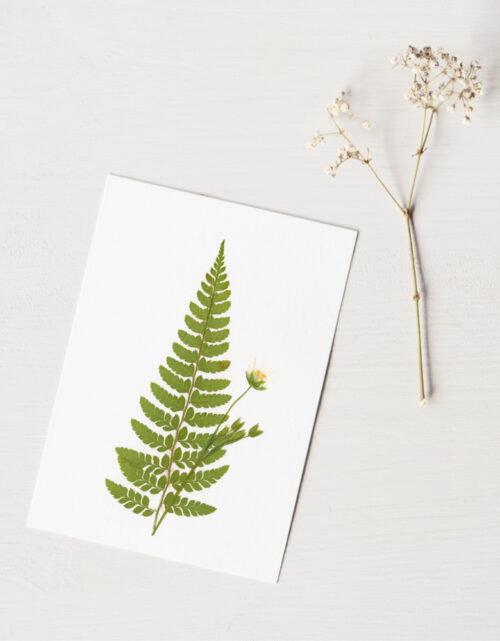 Herbier Fougère - plantes pressées • 23janvier