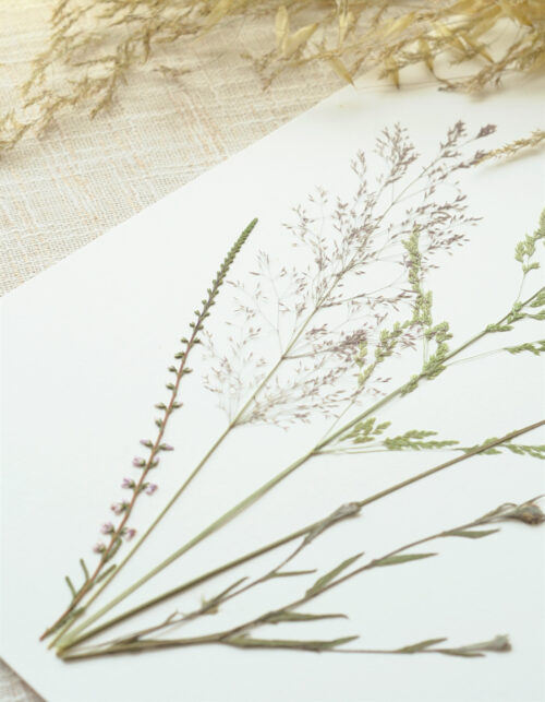 Herbier bouquet Graminées • affiche A4