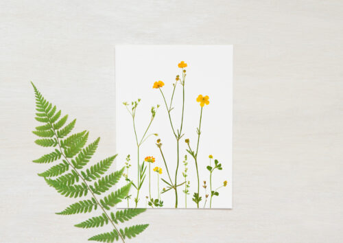 Carte Fleurs sauvages - papeterie nature • 23janvier