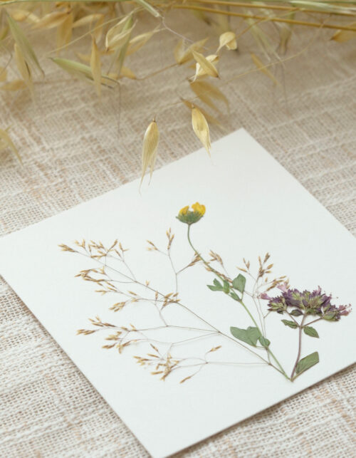 Herbier fleurs sauvages - plantes pressées • 23janvier