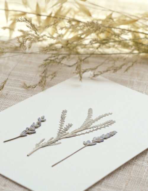 Herbier Lavande - fleurs pressées • 23janvier