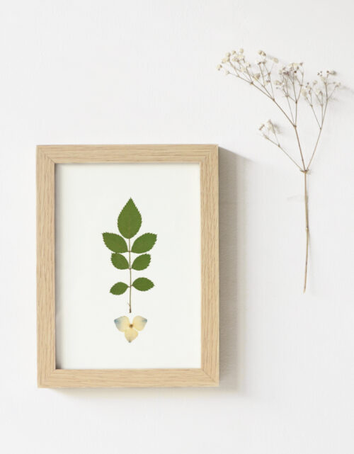 Herbier fleur pressée • atelier 23janvier