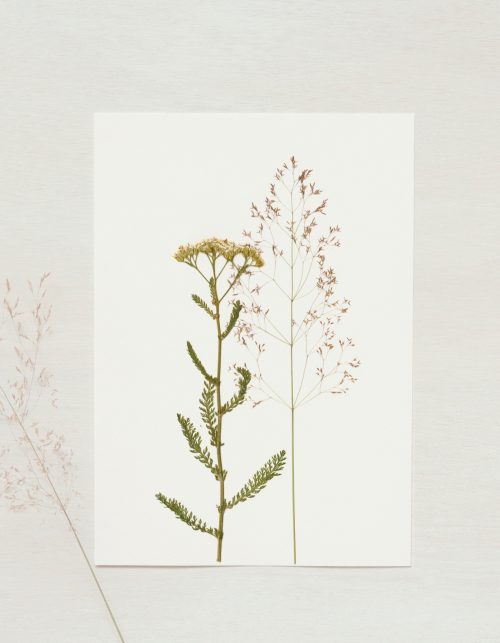 Herbier de Fleurs sauvages • 23janvier