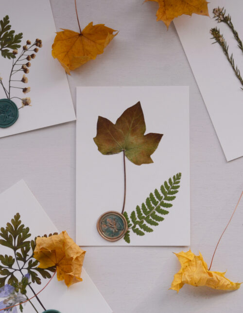 Herbier de Noël - décoration végétale • 23janvier