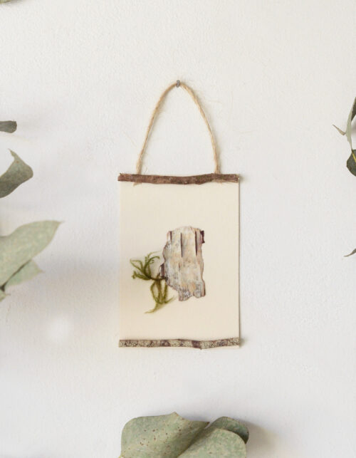 Herbier des bois "Bouleau" - encadrement sauvage