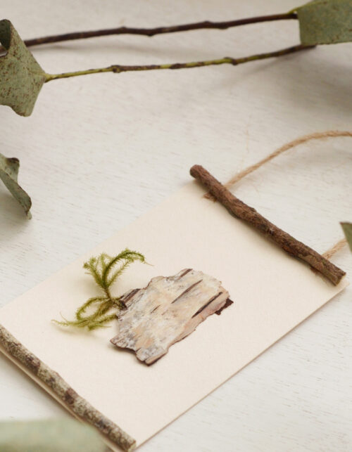 Herbier des bois "Bouleau" - encadrement sauvage