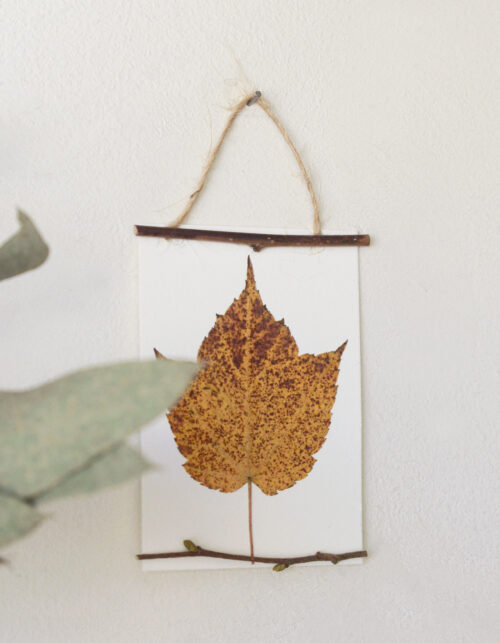 Herbier des bois "Erable" - encadrement sauvage