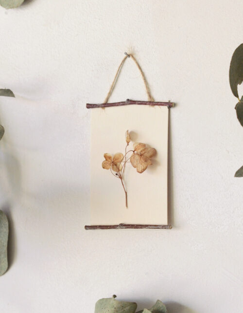 23janvier • Herbier des bois "Hortensia" - encadrement sauvage