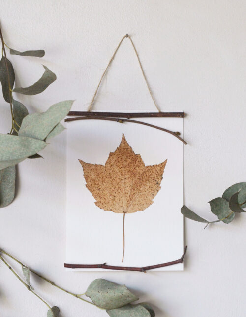 Herbier encadré "Erable" - décoration sauvage