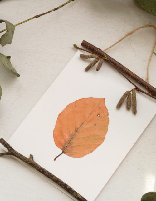 23janvier herbier