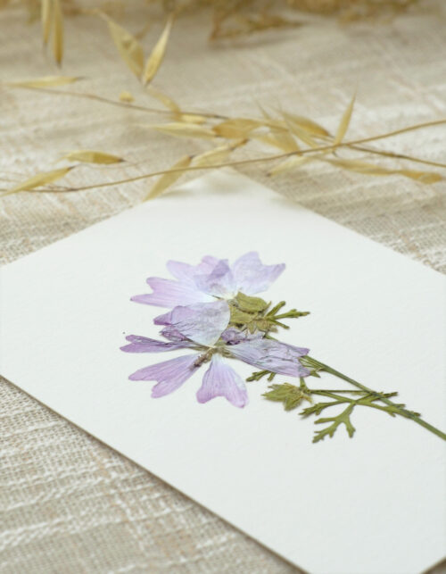Herbier fleur sauvage - Mauve alcée • 23janvier