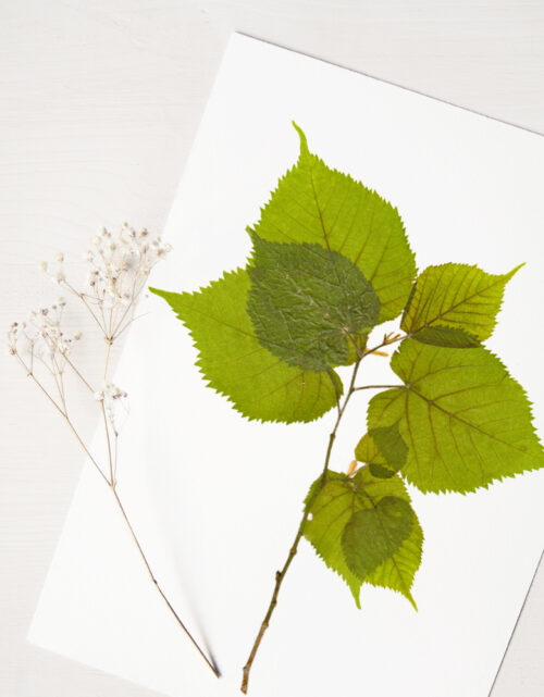 Herbier de printemps : tilleul des bois • 23janvier