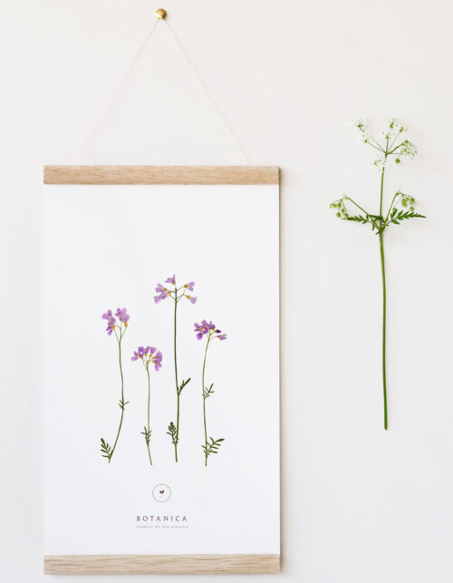 Affiche botanique - Cardamine des prés • 23janvier
