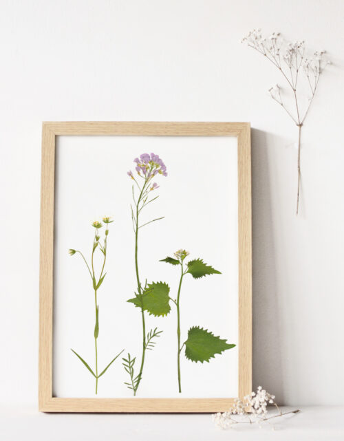 Herbier fleurs sauvages de printemps • 23janvier