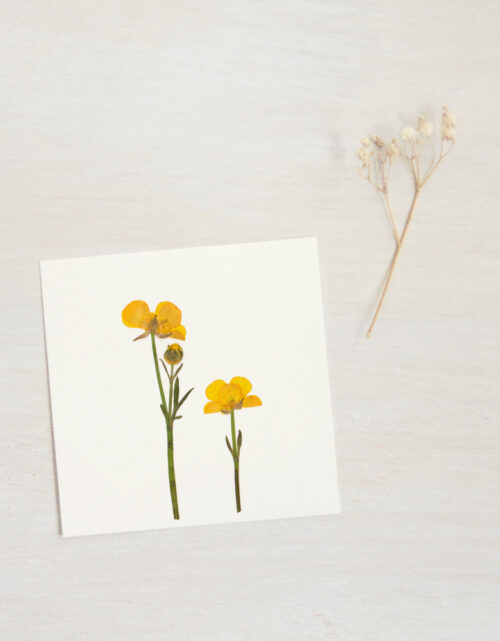 Herbier de fleurs sauvages • 23janvier