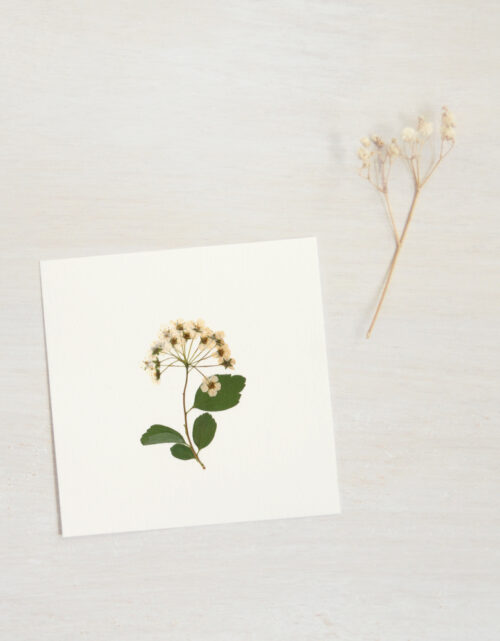 Herbier de fleur printanière • 23janvier