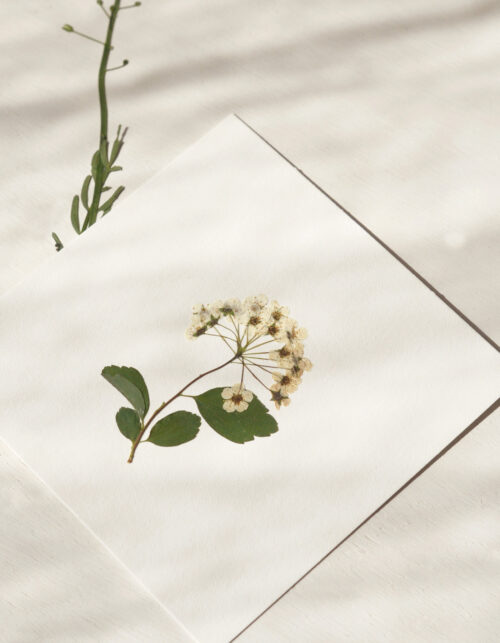 Herbier de fleur printanière • 23janvier