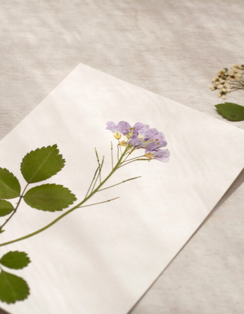 Herbier de fleurs sauvages • atelier 23janvier