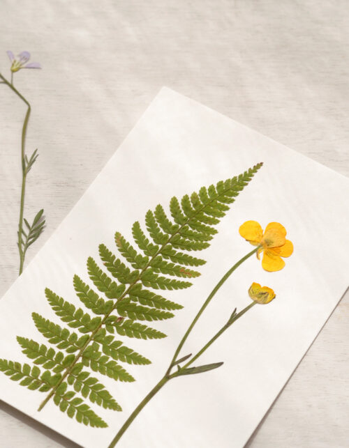 Herbier de fleurs sauvages • atelier 23janvier