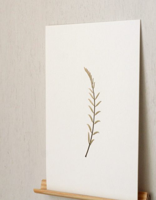 Herbier Acacia (feuille) • carte A6