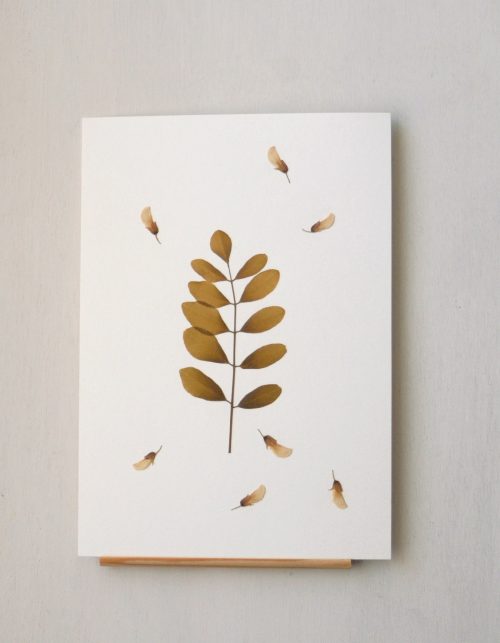 Herbier Acacia (feuille & fleurs) • affichette A5