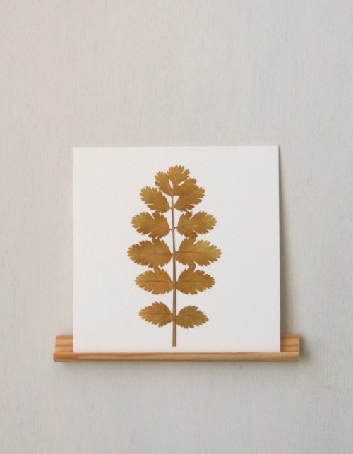 Herbier Boucage (feuille) • carte 10cm x 10cm