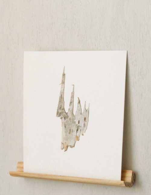 Herbier Bouleau (écorce) • carte 10cm x 10cm