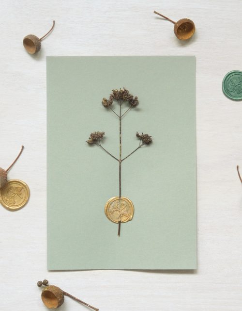 Herbier cacheté Origan • affichette A5