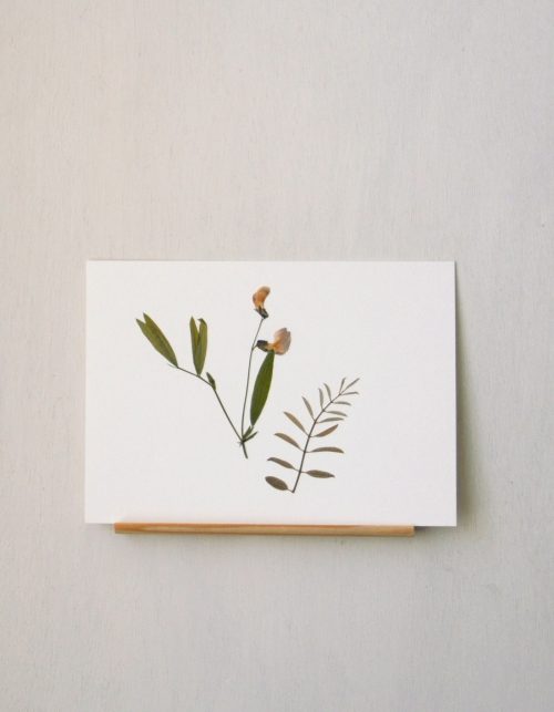Herbier Gesse des montagnes & Acacia • carte A6 (orientation paysage)