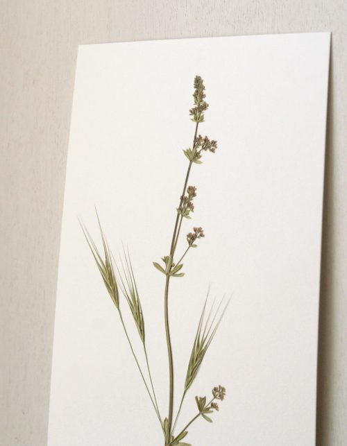 Herbier Graminée folle-avoine & Gaillet • affichette A5