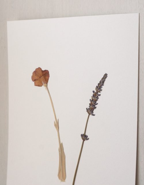Herbier Coquelourde et Lavande • affiche A4